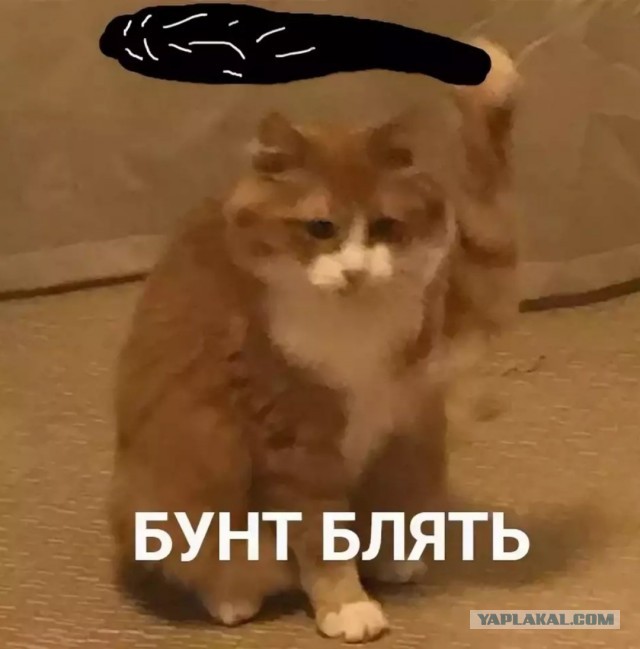 В Челябинске мигранты из Средней Азии жестоко избили местных жителей. Одному из них пробили голову самокатом