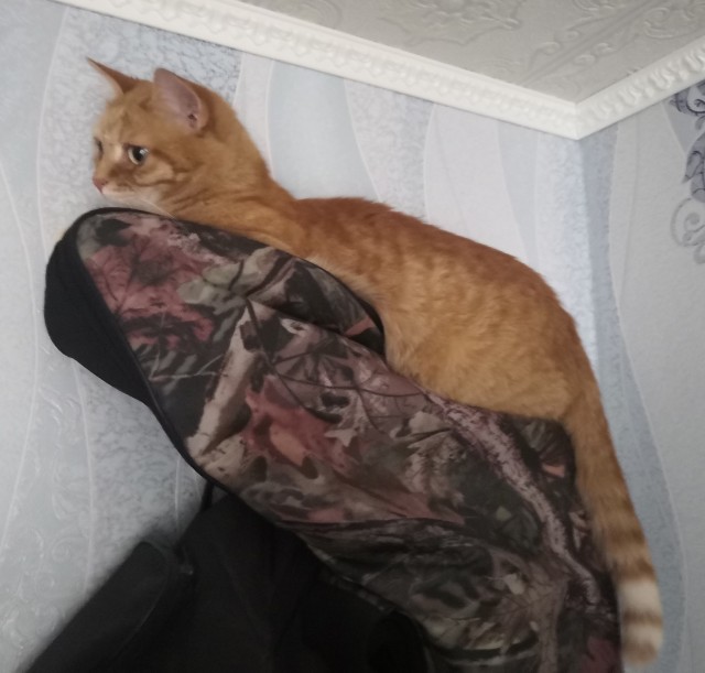 Завел себе хозяйку!