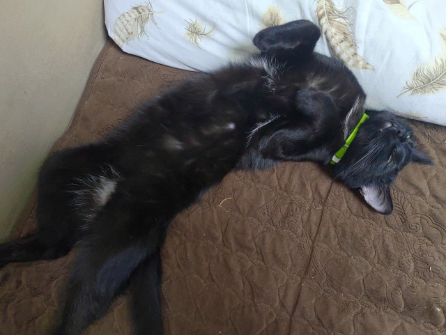 Мой котовторник