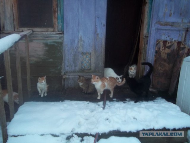Жизнь домашнего приюта для котеек 431