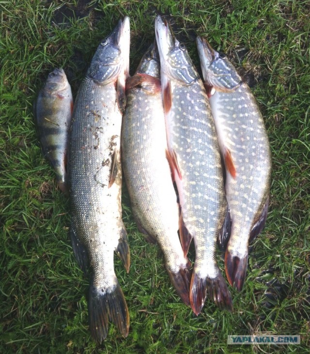 Не могу уже!