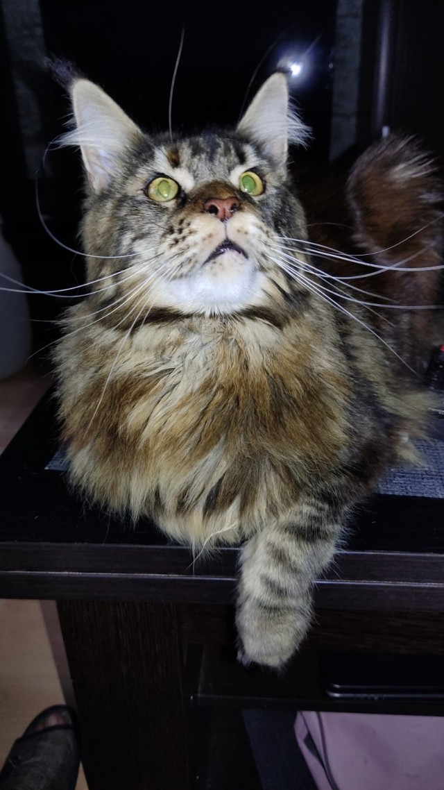 Котовторник