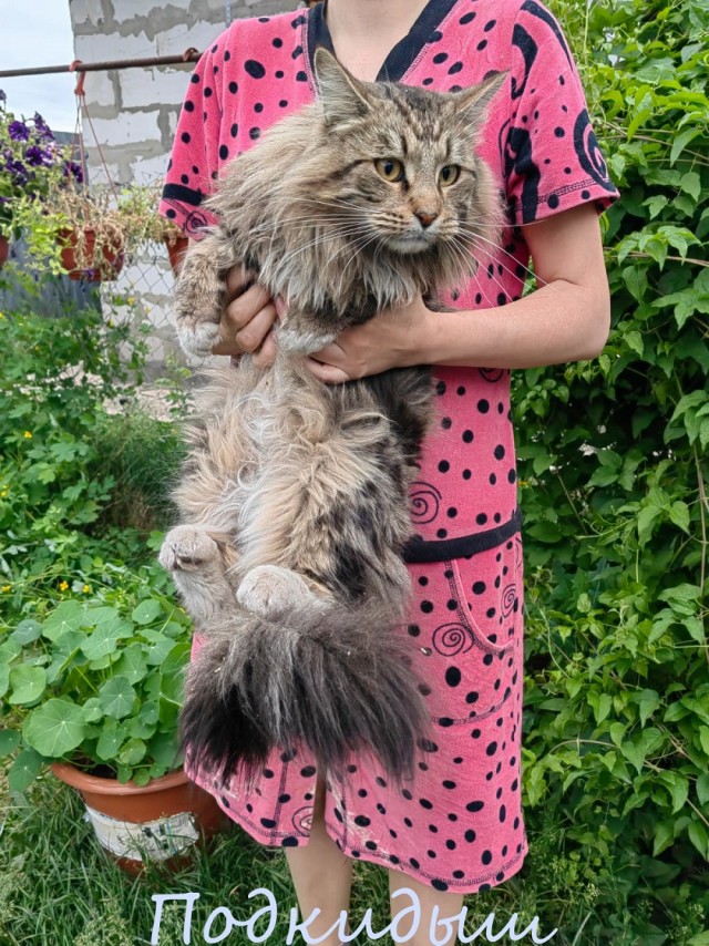 Жизнь домашнего приюта "Котоленд" 392