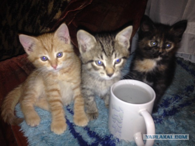 Котовторник для здорового мужика , и почему я плачу