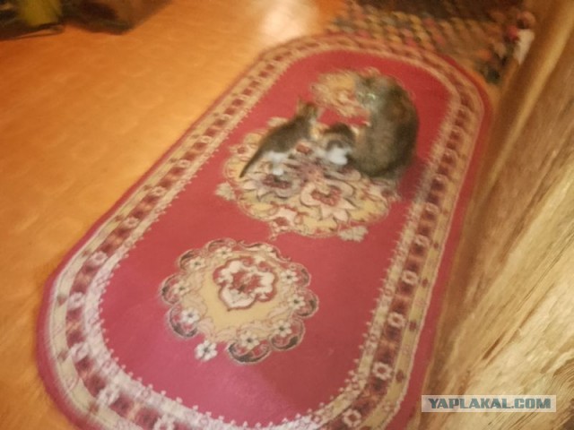 Жизнь домашнего приюта для котеек 494