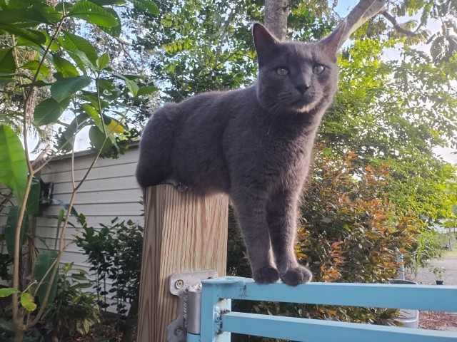 Коты деревенской породы