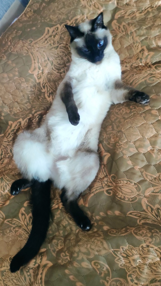 Усыновленный