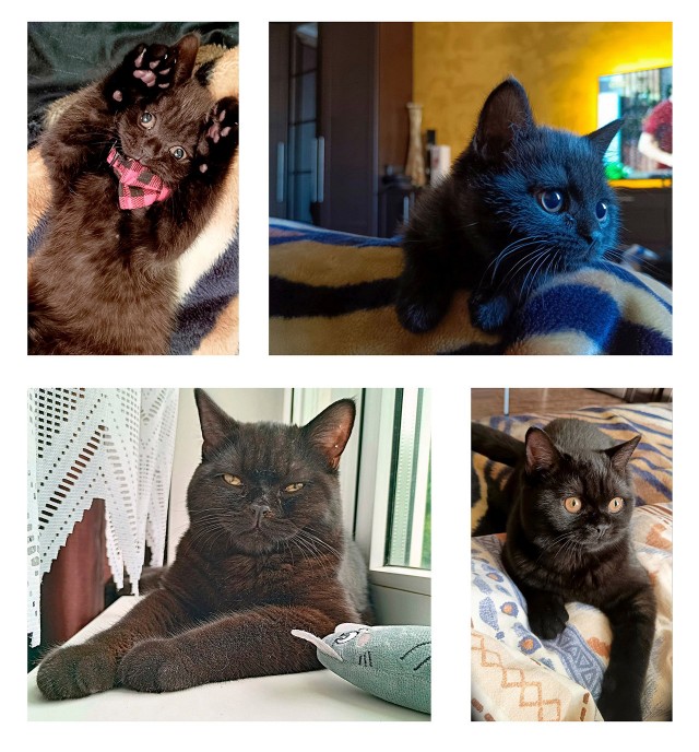 Котовторник, от мала до велика