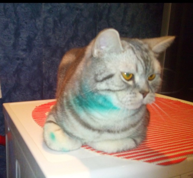 На котовторник