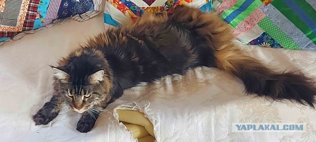 12 самых смешных котов в истории комического конкурса Comedy Pet Photography Awards