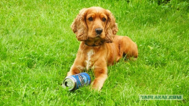 10 самых агрессивных пород собак