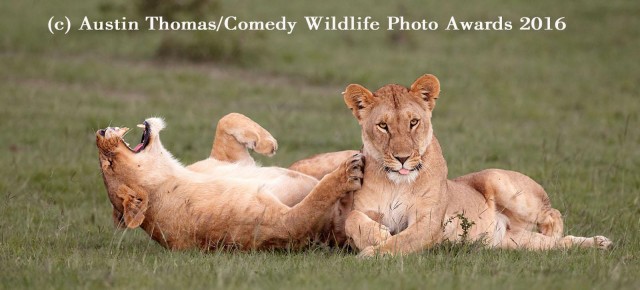Самые смешные коты и кошки за всю историю комичного конкурса Comedy Wildlife Photography Awards