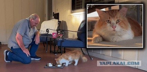 Кот сбежал от кастрировавшего его ветеринара и самостоятельно вернулся домой