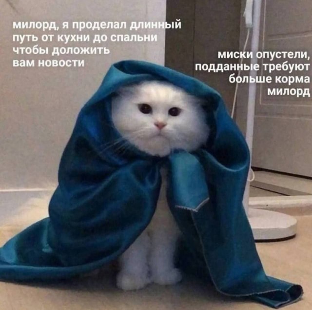 К котовторнику