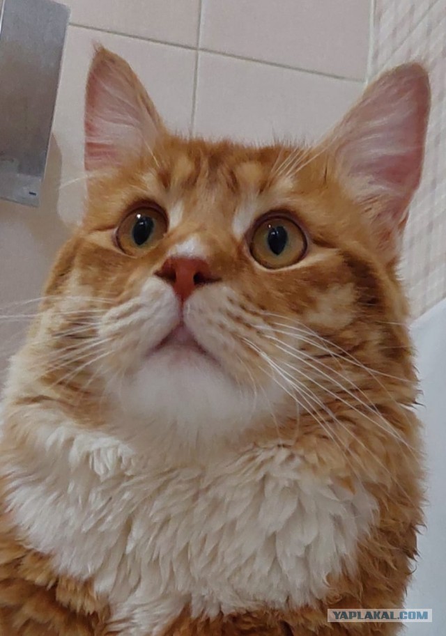 К предстоящему котовторнику