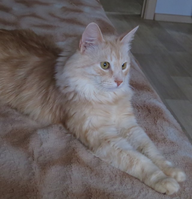 Осенний кот