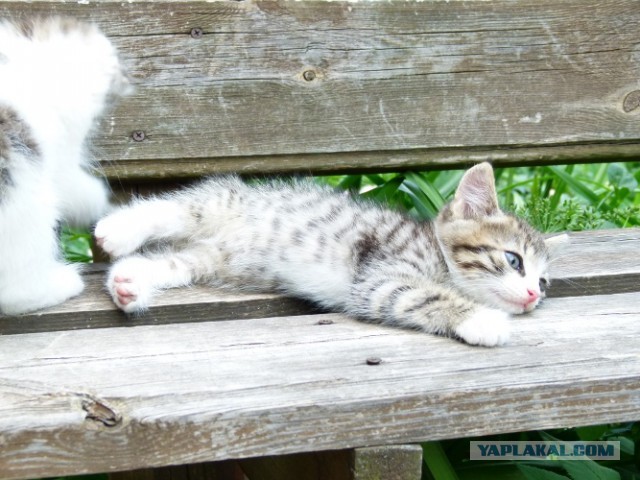 Котовторник 9.07.2013