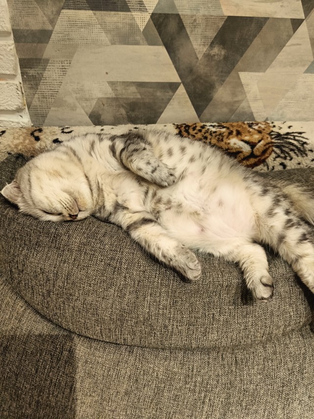 Мои шайтаны
