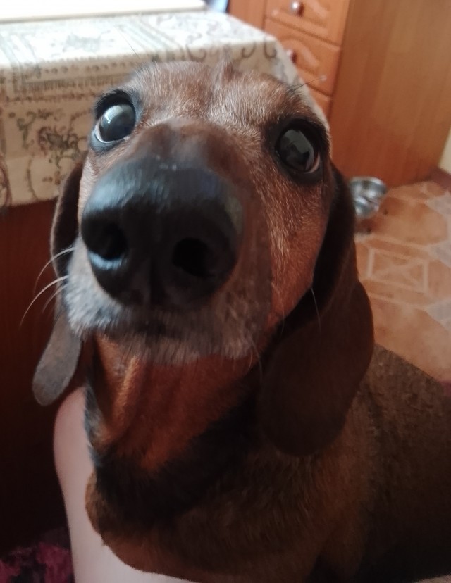 Давай купим собачку