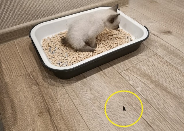 Прошедшему котовторнику посвящается!