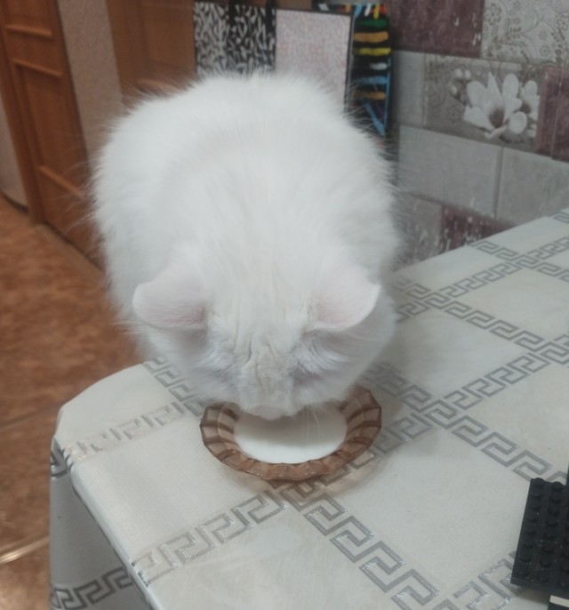 Наши коты