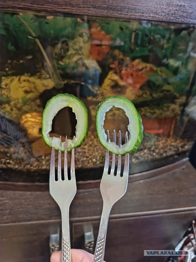 Может аквасреду введем?