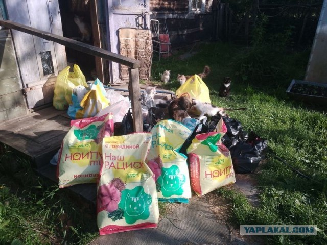 Жизнь домашнего приюта для котеек 578