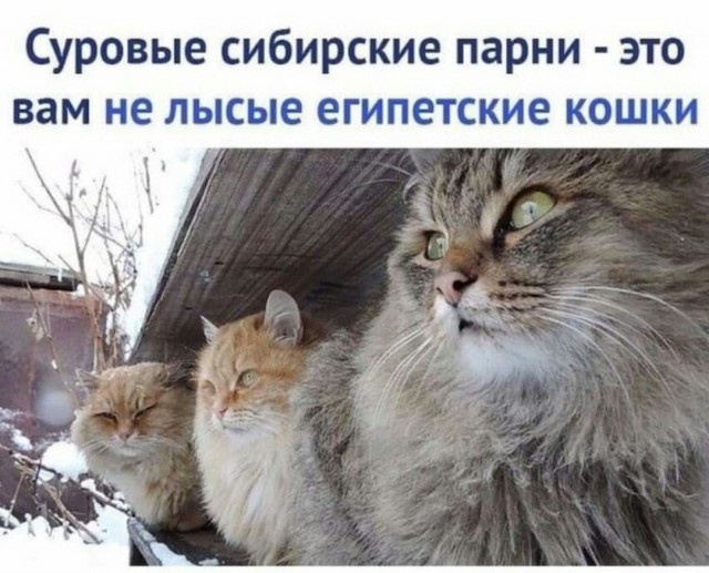 Пробуждение гаргулии.
