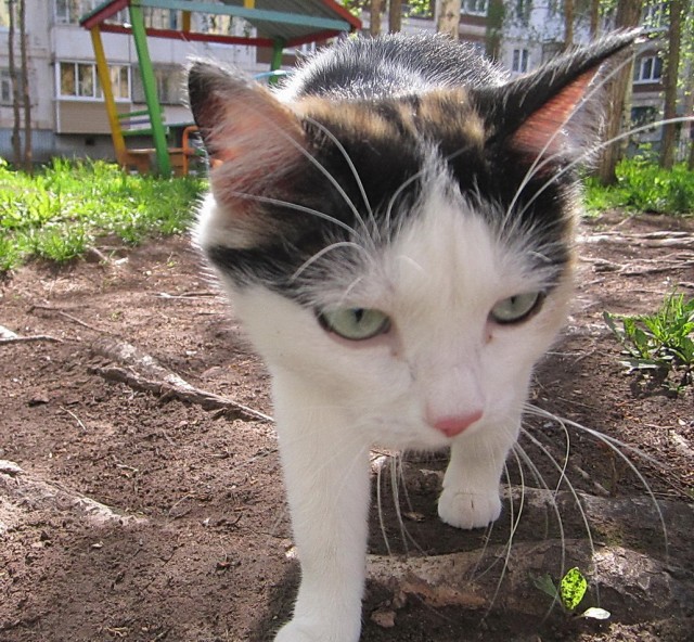 Котовторник на 24.09.2013г