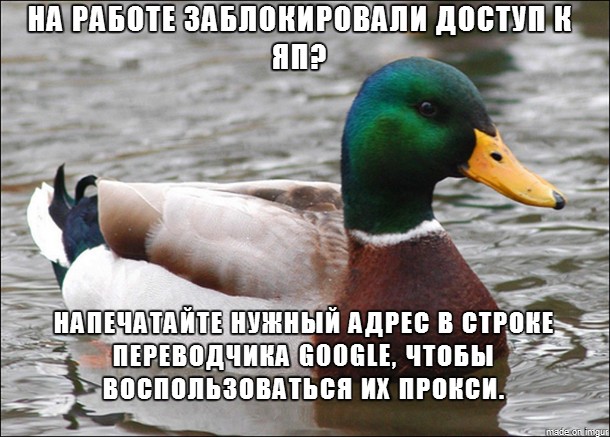 Утка - советчик