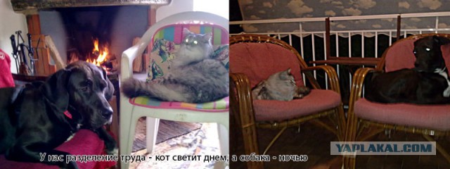 Котовторник   17.12.2013