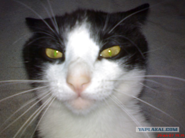 Котовторник 25.02.2014