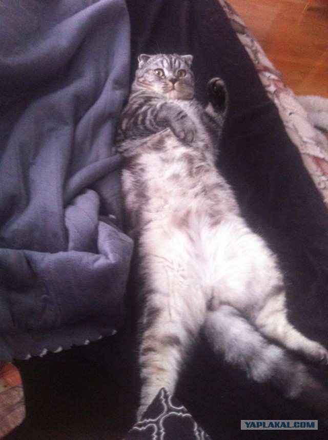 Котовторник 30.09.2014