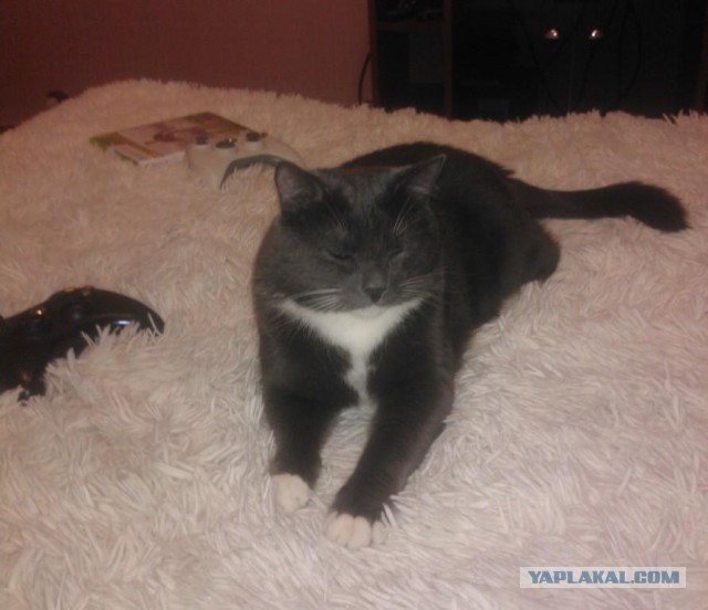 Котовторник 28.10.2014
