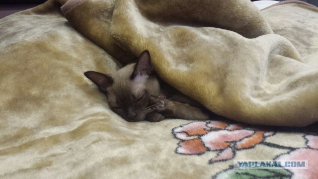 Котовторник