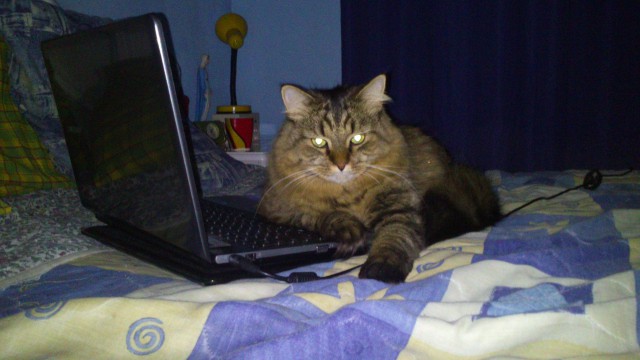 Котовторник 14.07.2015