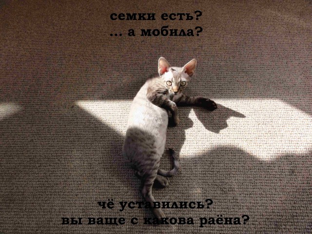 Котовторник 13.10.2015