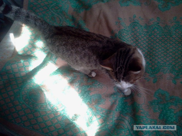 Котовторник 17.11.2015