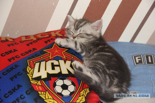 Котооо-о-о-вторник