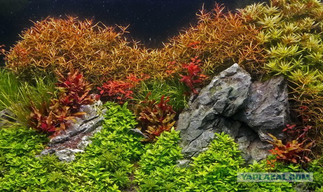 Аквариумные страдания