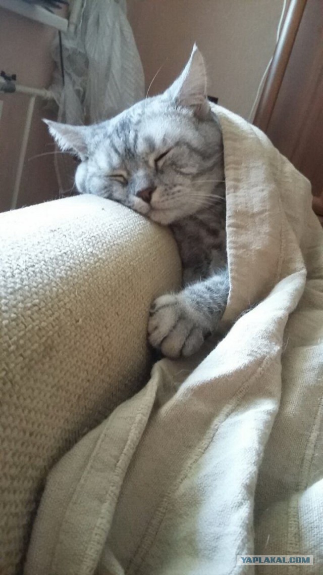 Котовторник 17.05.2016