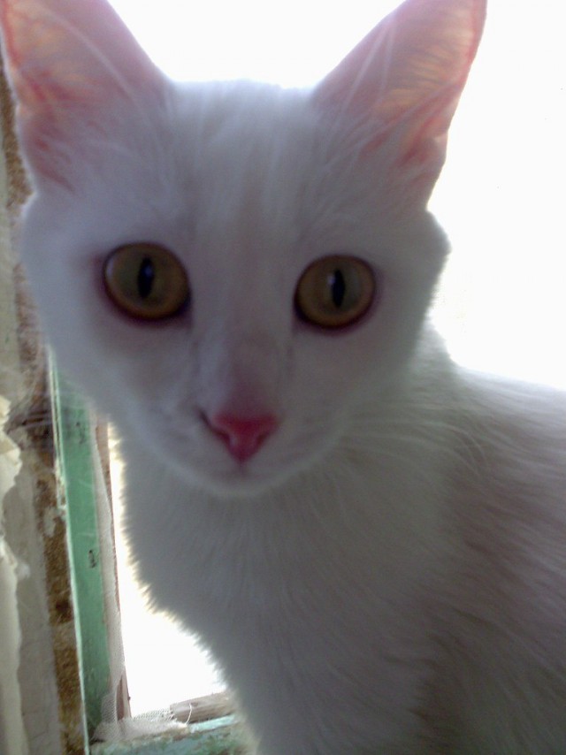 Коты и Кошки