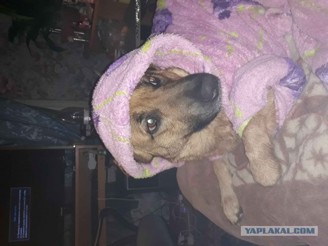 Забавные щенки
