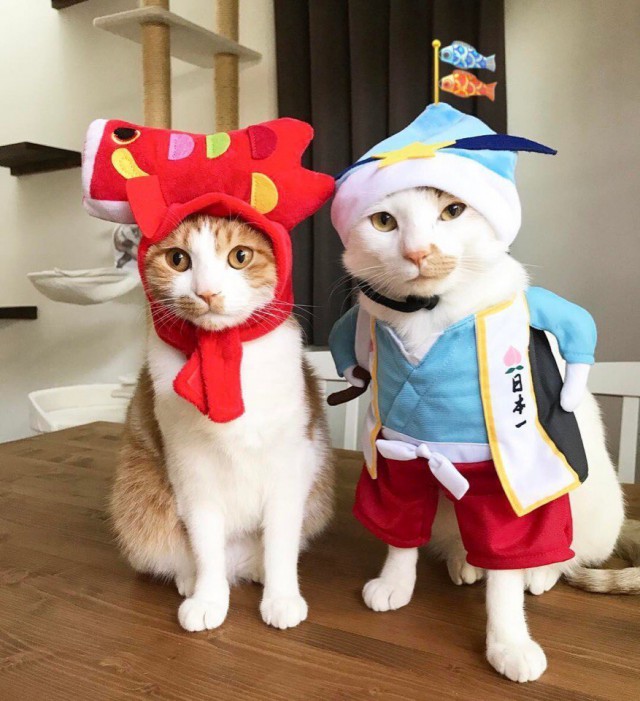 Котовторник!