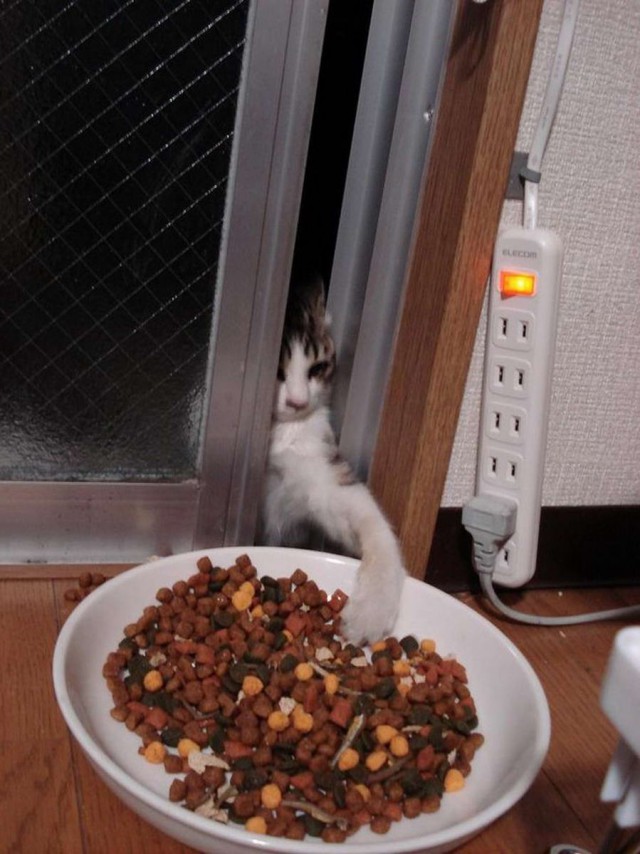Живность из сети