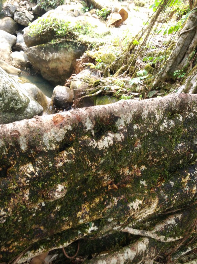 К живым мостам и обратно. Заметки из Индии