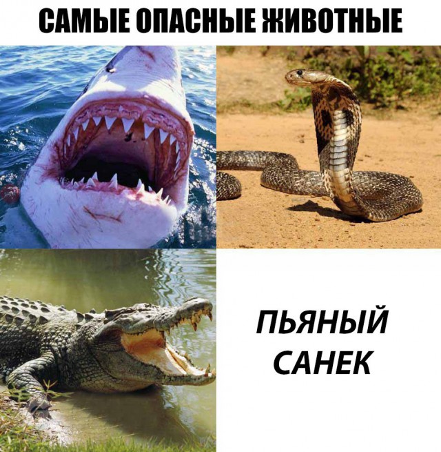 Прикольные картинки обо всём