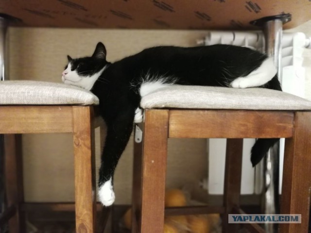 Котовторник