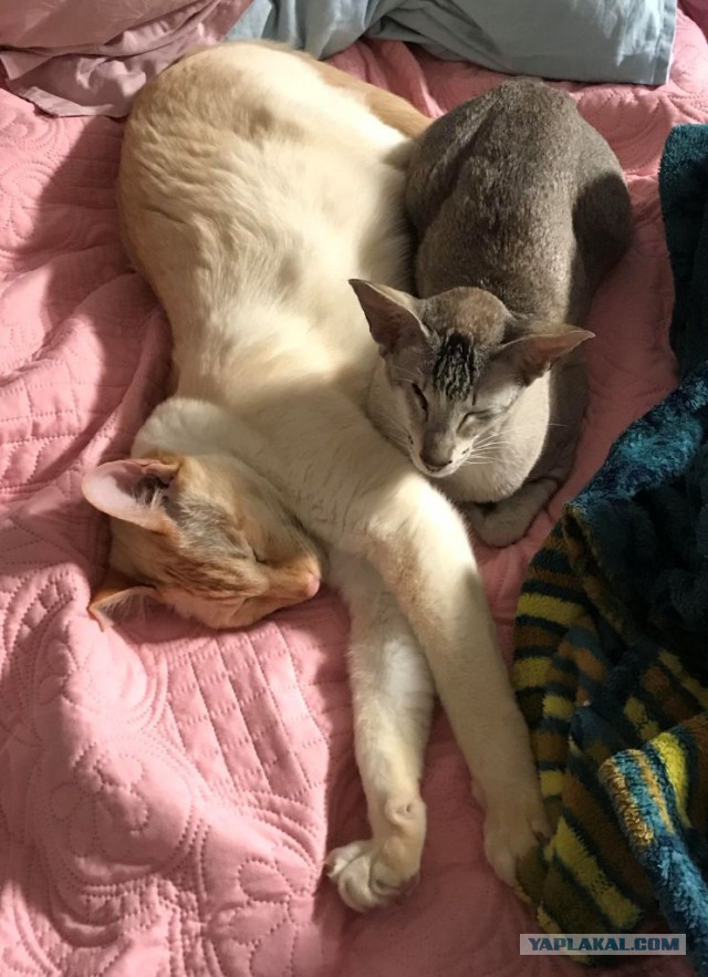 Котовторник  31.07.2018