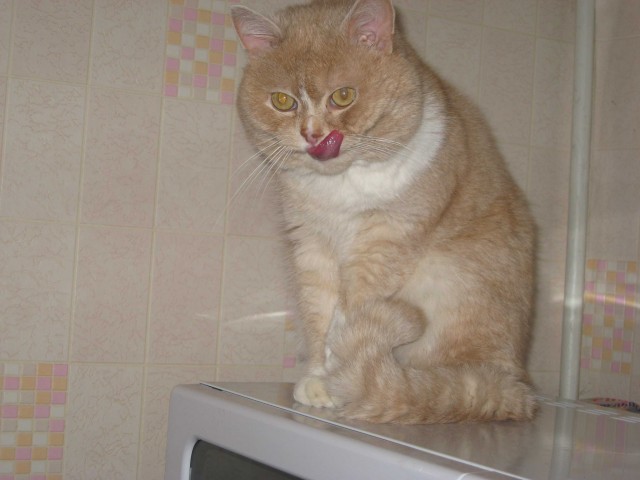 Кошачий язык